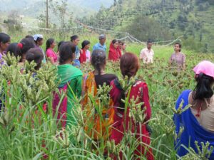 Participatory Varietal Selection in millets